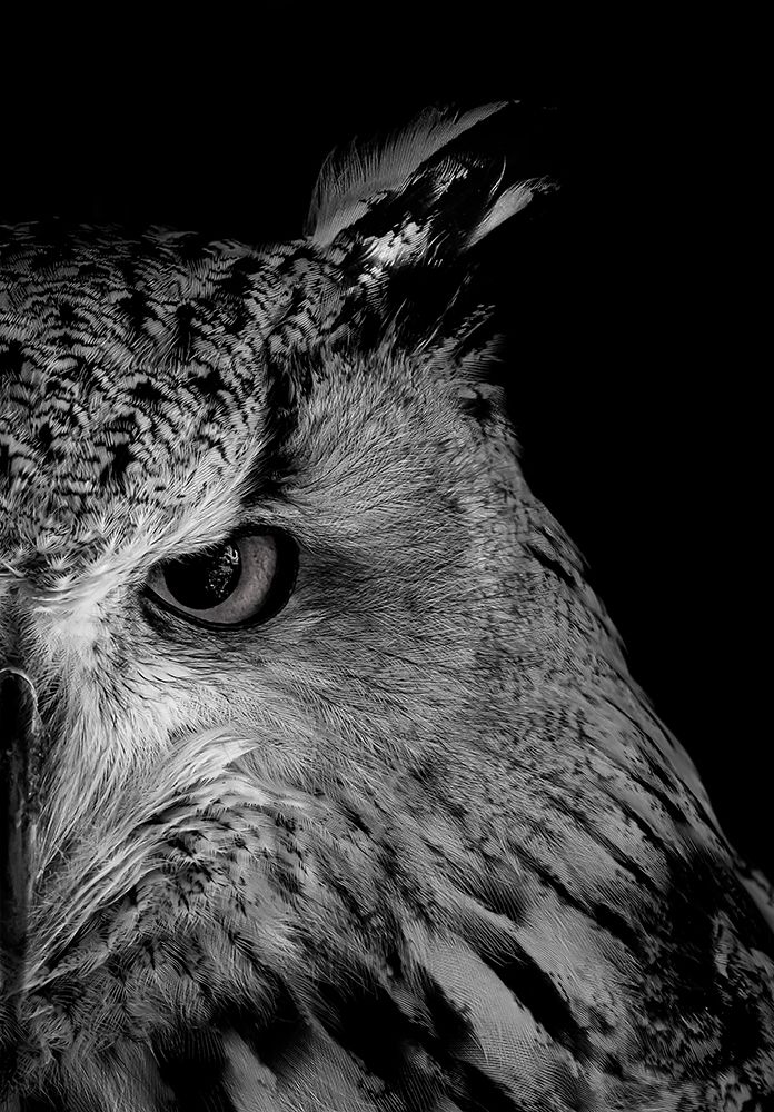 Glint In Eye art print by Makihiko Hayama for $57.95 CAD