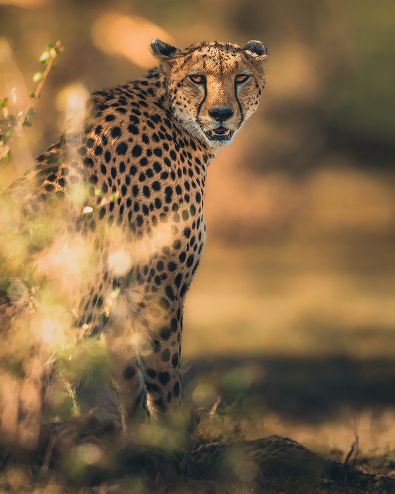 Camuflage art print by Ahmed Sobhi for $57.95 CAD