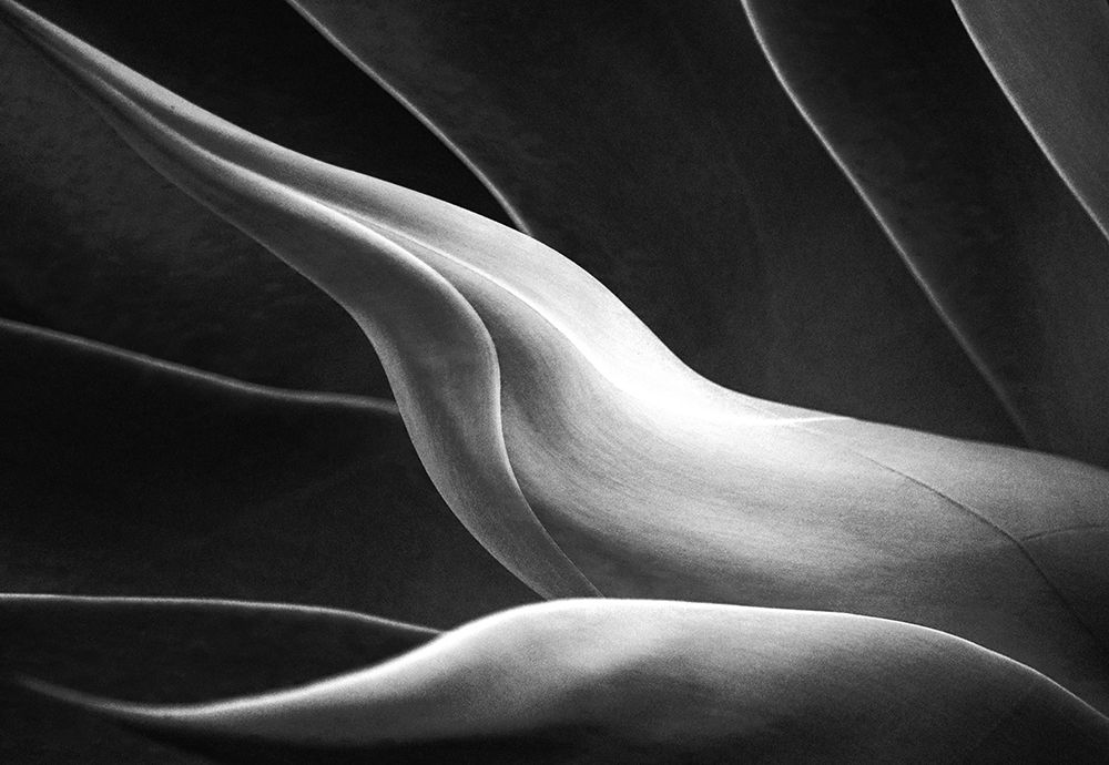 Reaching Towards The Light art print by Robin Wechsler for $57.95 CAD