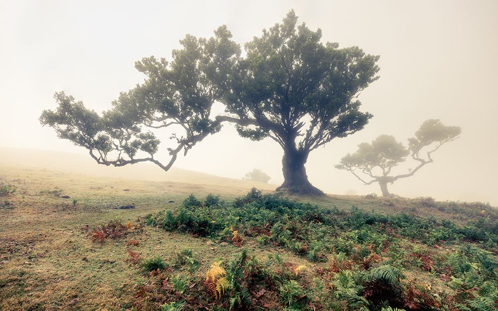 Fog art print by Walter Lackner for $57.95 CAD