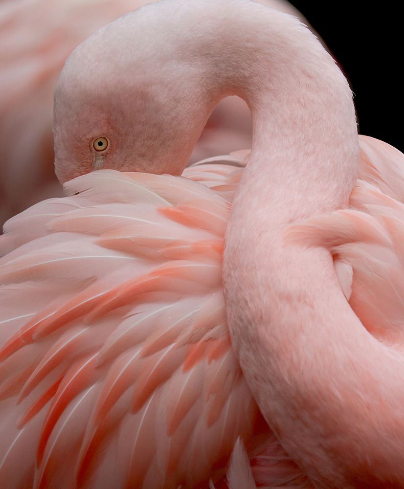 Portrait Of A Pink Flamingo art print by Robin Wechsler for $57.95 CAD
