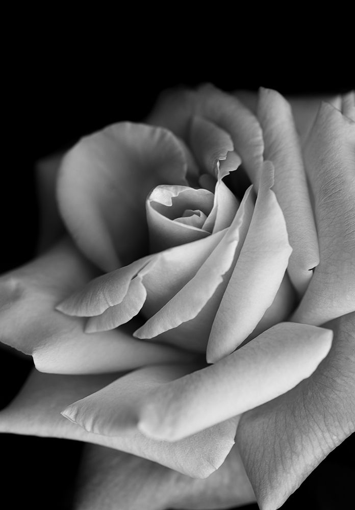 Roses art print by Makihiko Hayama for $57.95 CAD