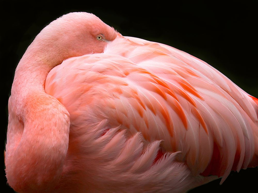 A Big Bundle Of Feathers art print by Robin Wechsler for $57.95 CAD