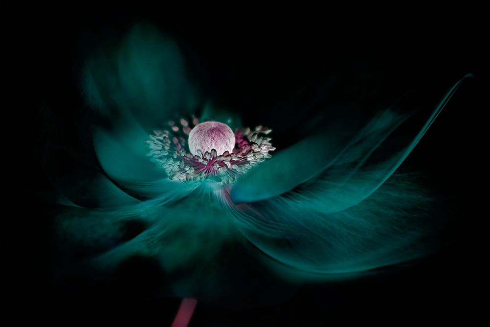 Shine art print by Jacky Parker for $57.95 CAD