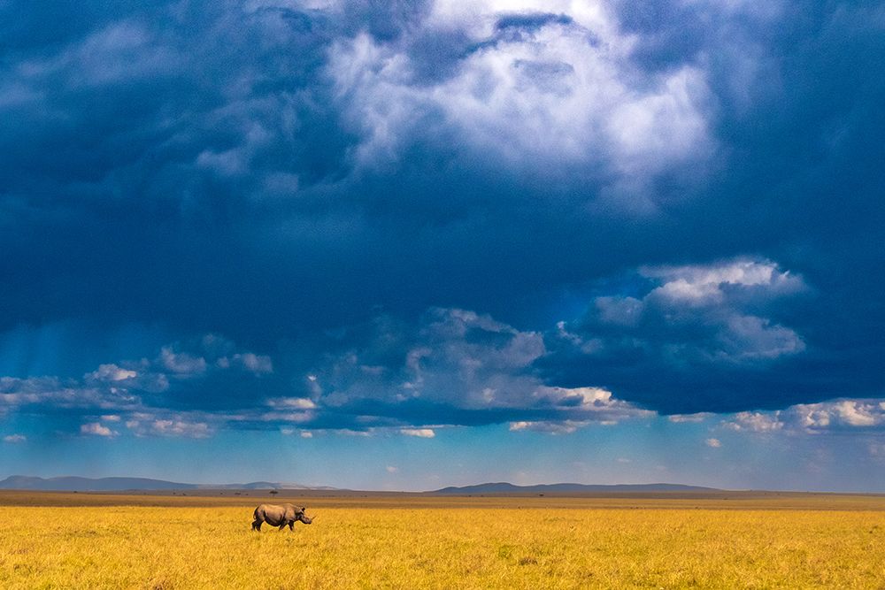 Two-Horned Rhino Under A Cloudy Sky art print by Saurabh Dhanorkar for $57.95 CAD