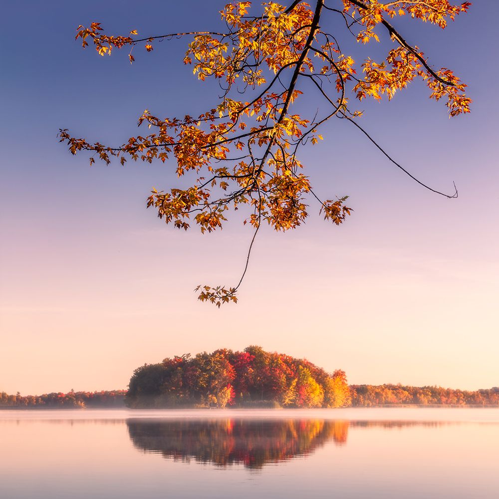 Autumn Leaves art print by Steven Zhou for $57.95 CAD