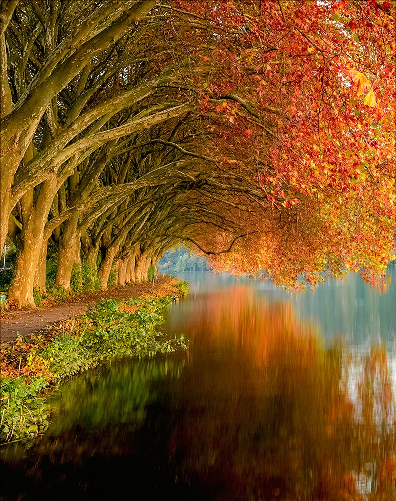 Platanen Allee by Chris Coenders