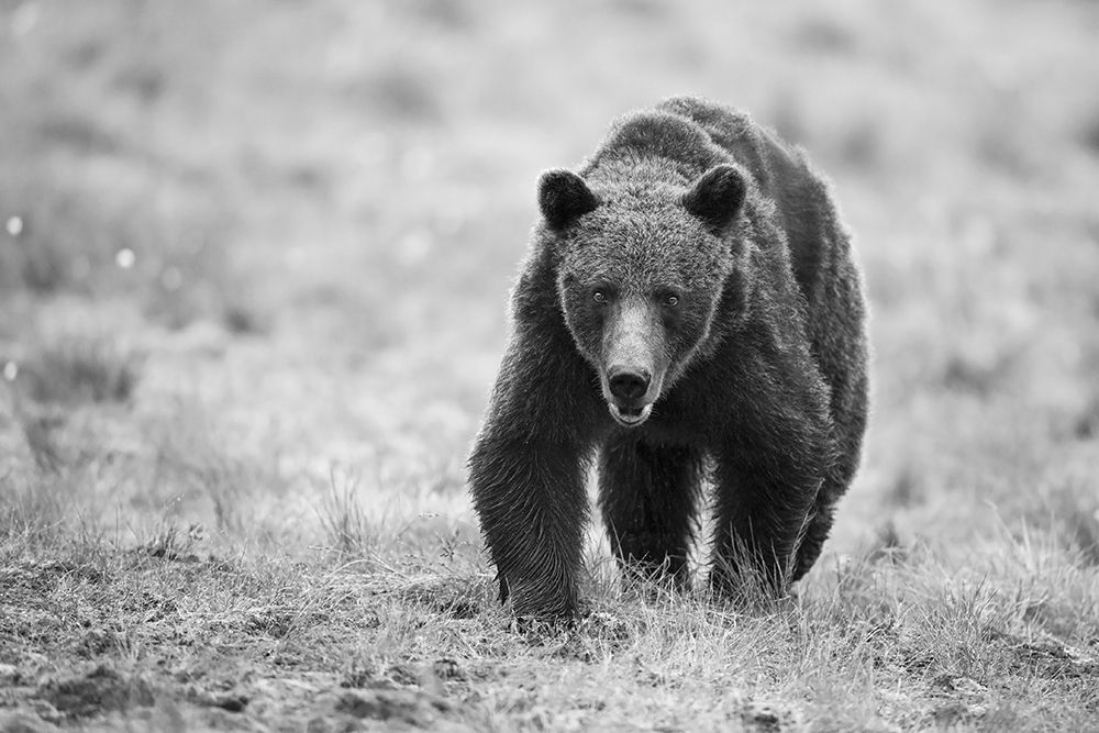 The Bear Is Here art print by Marco Pozzi for $57.95 CAD