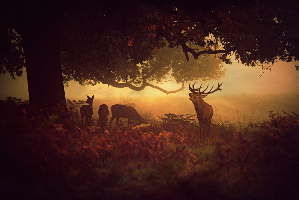 Painted Morning art print by Robert Fabrowski for $57.95 CAD