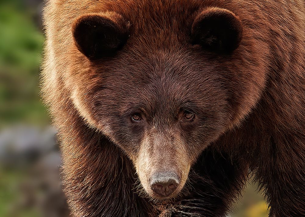 Cinnamon Bear art print by Lucie Gagnon for $57.95 CAD