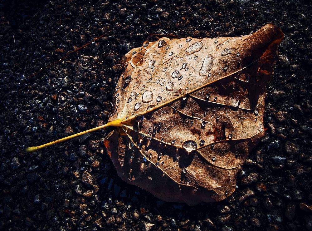 Leaf art print by Luigi Greco for $57.95 CAD