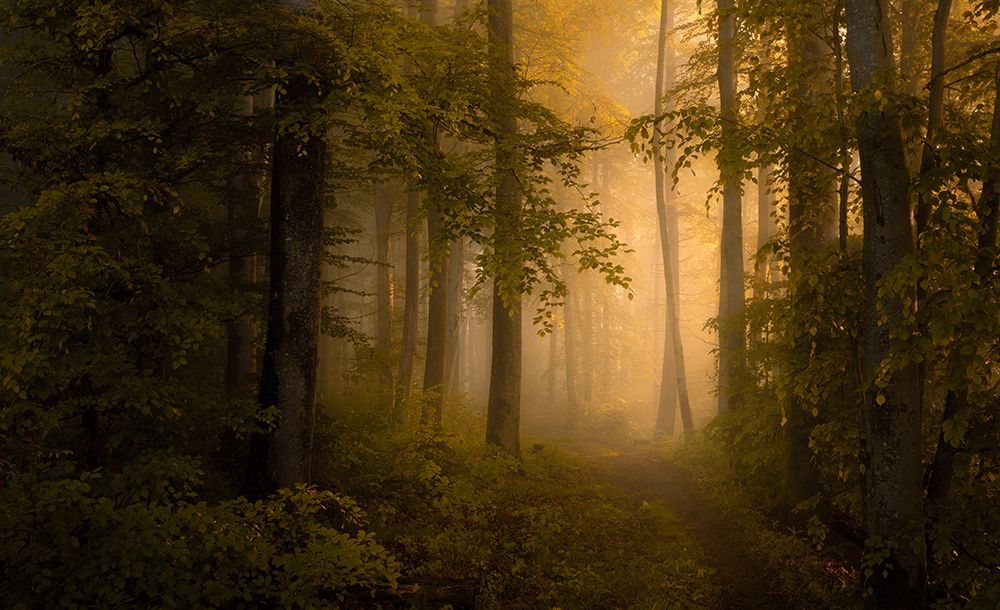 Autumn Forest art print by Norbert Maier for $57.95 CAD
