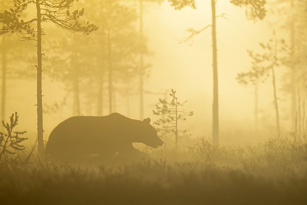 Early Morning art print by Svein Ove Linde for $57.95 CAD