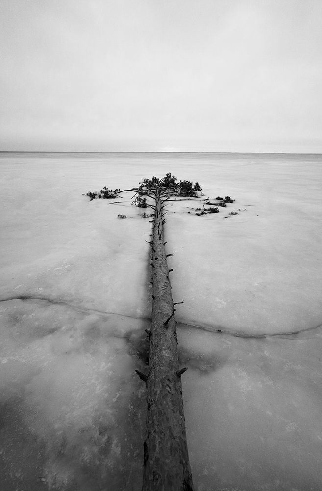Tree In Ice art print by Viacheslav Haidei for $57.95 CAD