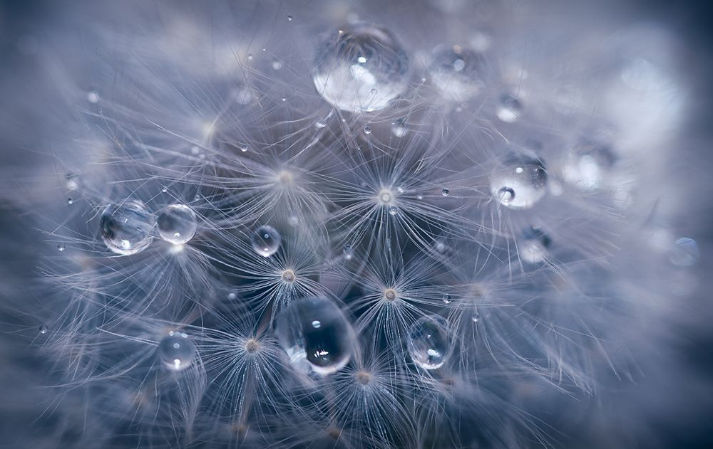 Water droplets in dandelion art print by Lubomir Vladikov for $57.95 CAD