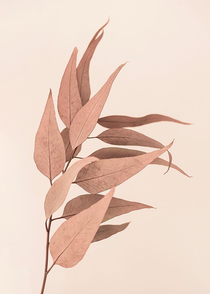 Dried Eucalyptus art print by Kathrin Pienaar for $57.95 CAD