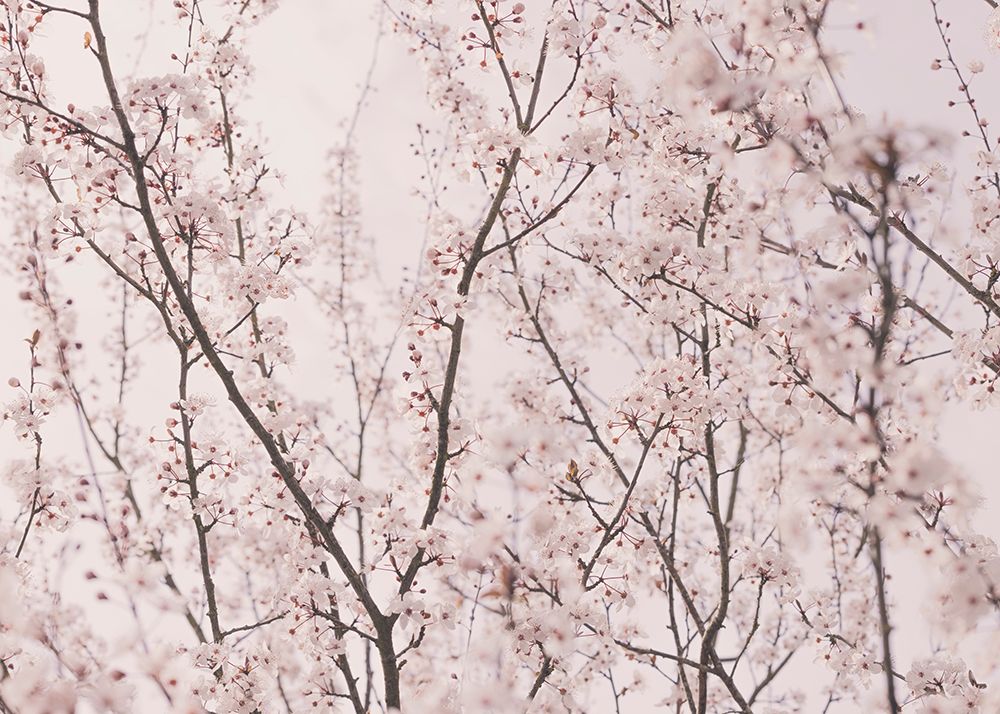 Spring blossoms art print by Kathrin Pienaar for $57.95 CAD