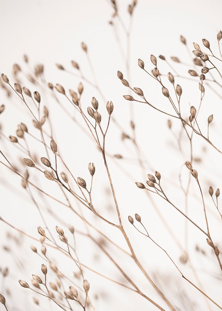 Wild Grass art print by Kathrin Pienaar for $57.95 CAD
