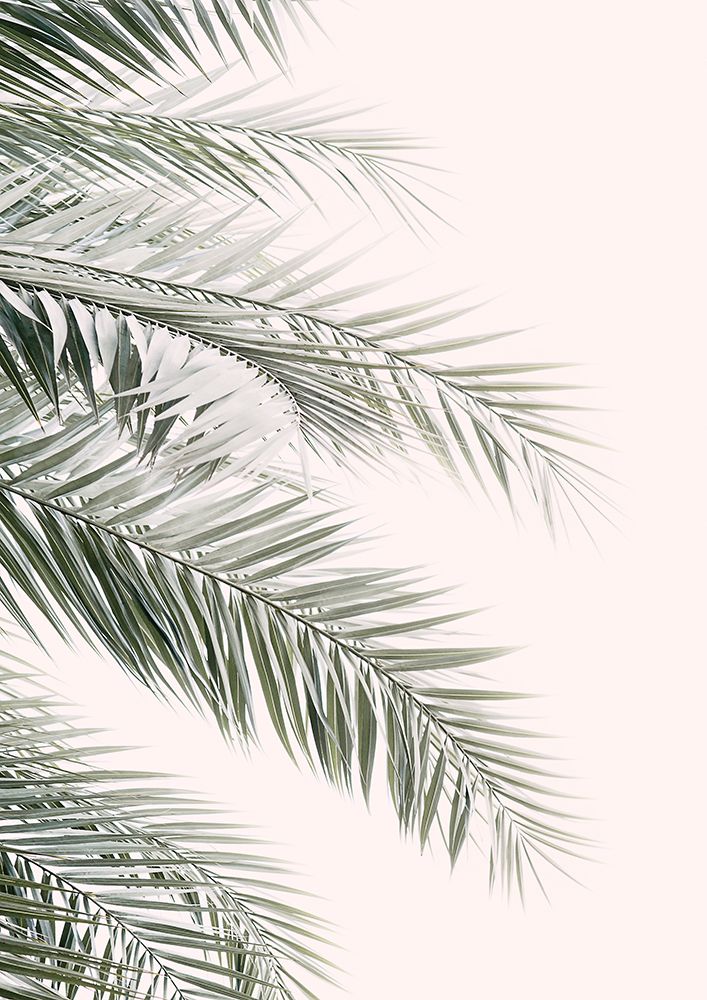 Blush Palm Leaves art print by Kathrin Pienaar for $57.95 CAD