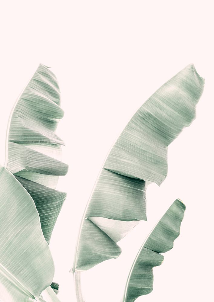 Blush Banana Leaves art print by Kathrin Pienaar for $57.95 CAD