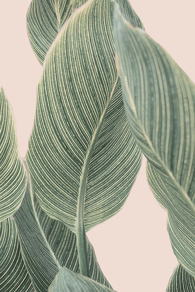 Calla Leaf art print by Kathrin Pienaar for $57.95 CAD