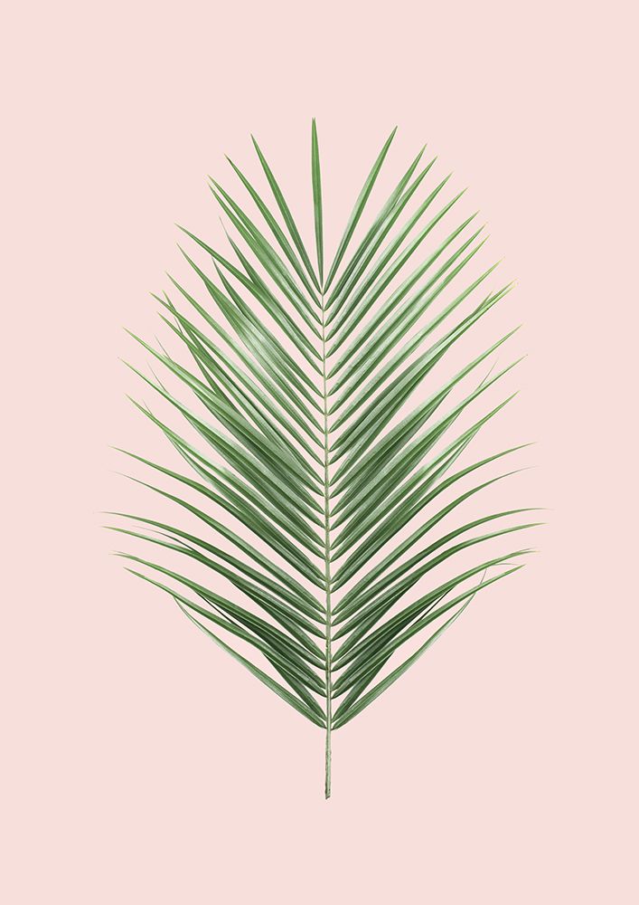 Palm Leaf Blush art print by Kathrin Pienaar for $57.95 CAD