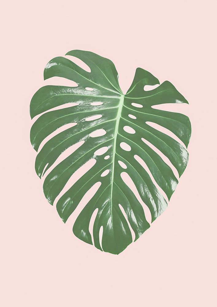 Monstera Leaf Blush art print by Kathrin Pienaar for $57.95 CAD