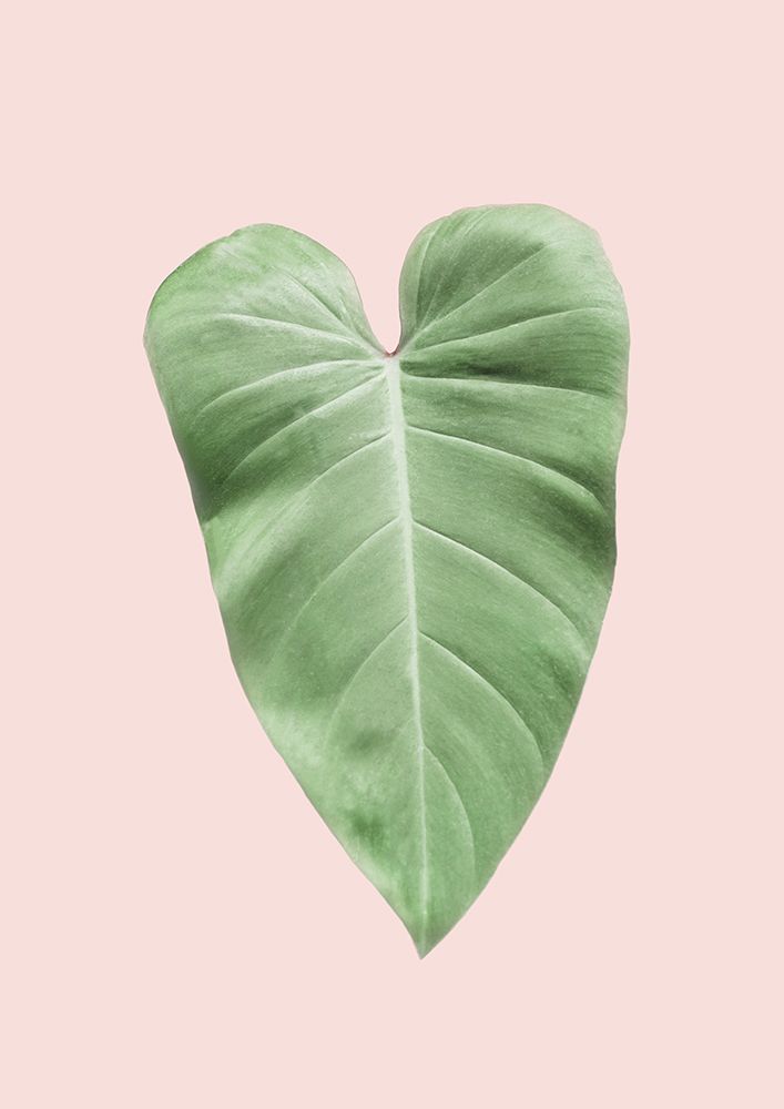 Tropical Leaf Blush art print by Kathrin Pienaar for $57.95 CAD