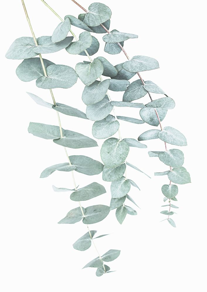 Eucalyptus I art print by Kathrin Pienaar for $57.95 CAD