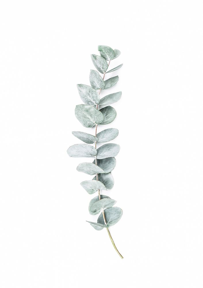 Eucalyptus II art print by Kathrin Pienaar for $57.95 CAD