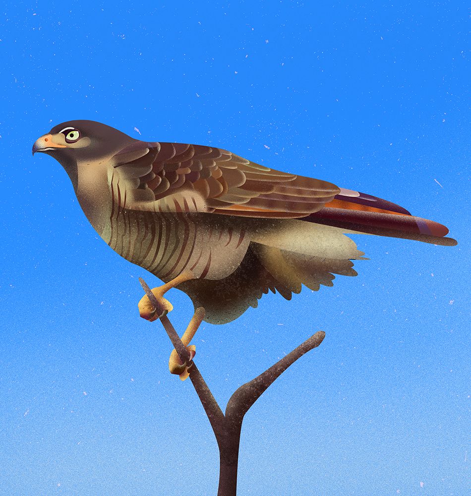 Hawk art print by Franco Caballero for $57.95 CAD