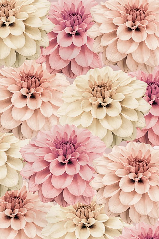 Dahlia art print by Kathrin Pienaar for $57.95 CAD