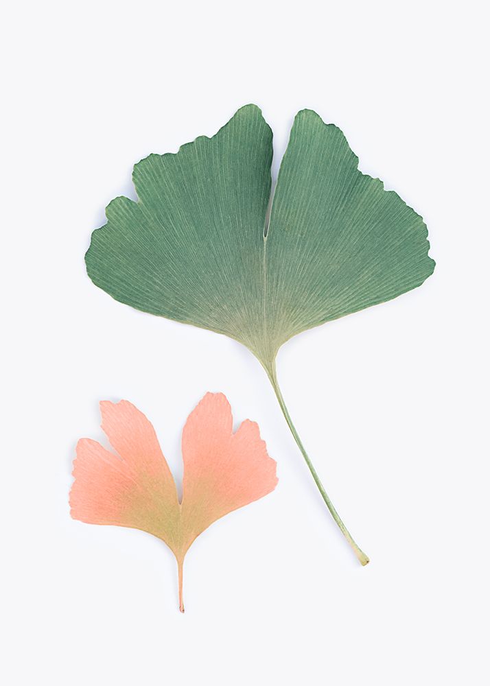 Pastel Ginkgo art print by Kathrin Pienaar for $57.95 CAD