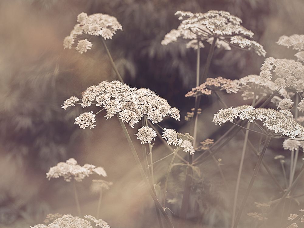 Wild Parsley art print by Kathrin Pienaar for $57.95 CAD