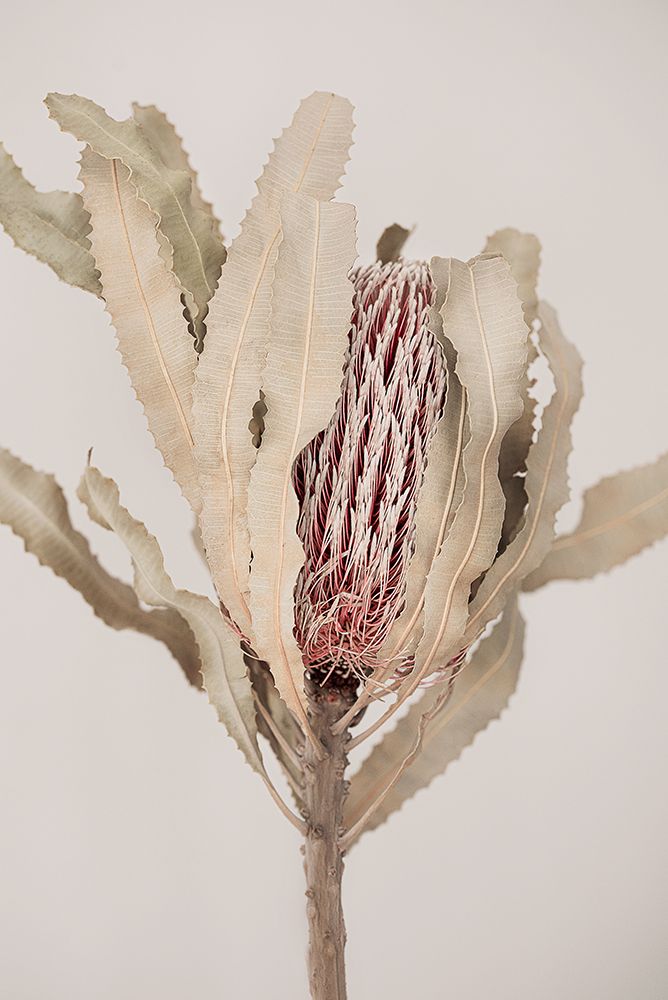 Banksia art print by Kathrin Pienaar for $57.95 CAD