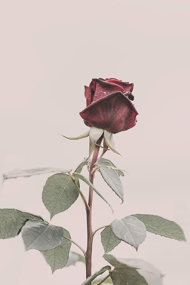 Rose art print by Kathrin Pienaar for $57.95 CAD