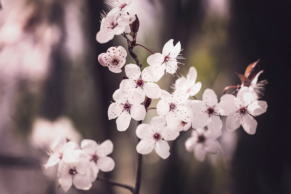 Blossoms art print by Kathrin Pienaar for $57.95 CAD