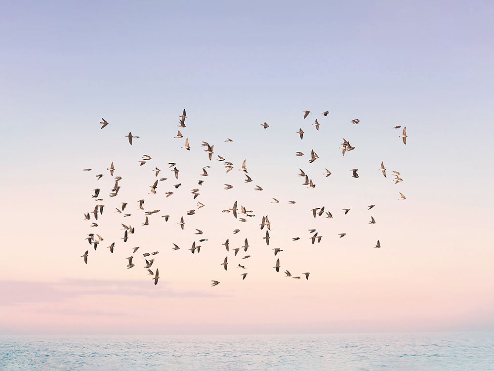 Sunset Flight art print by Kathrin Pienaar for $57.95 CAD