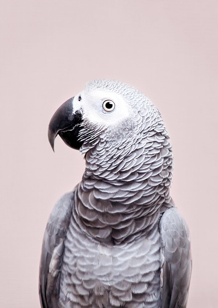 African Grey art print by Kathrin Pienaar for $57.95 CAD