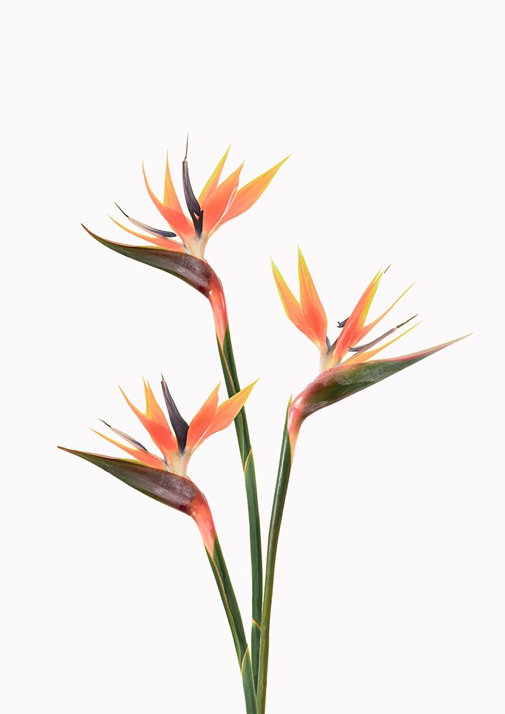 Birds of Paradise art print by Kathrin Pienaar for $57.95 CAD