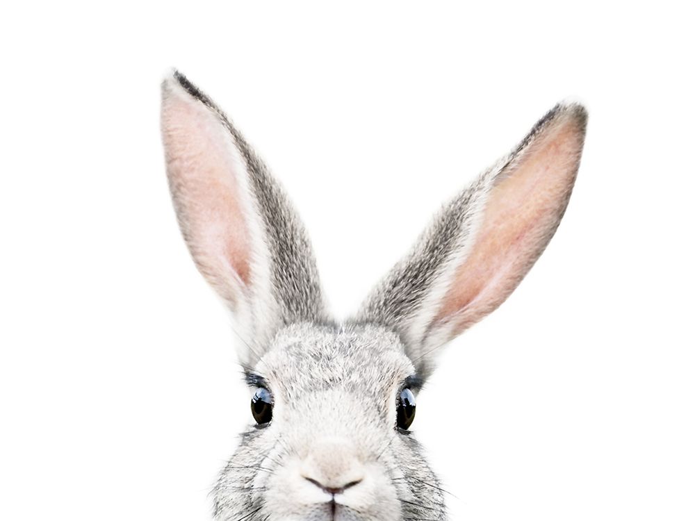 Peeking Bunny art print by Kathrin Pienaar for $57.95 CAD
