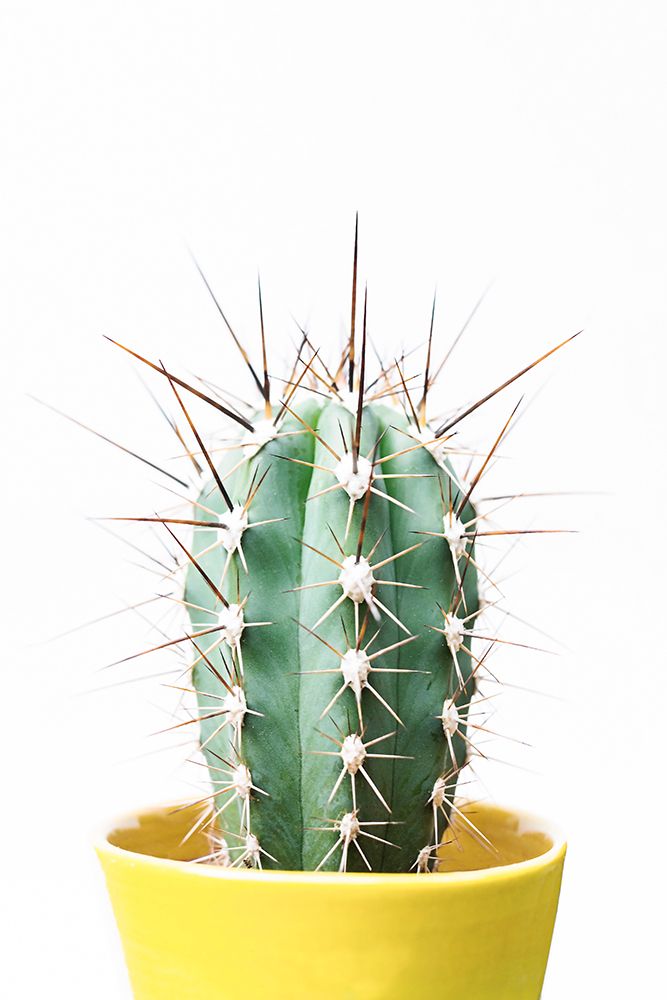 Spikey Cactus art print by Kathrin Pienaar for $57.95 CAD