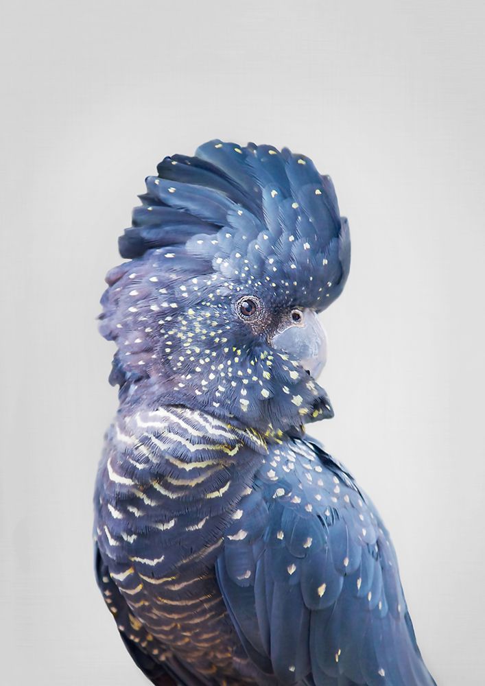 Black Cockatoo art print by Kathrin Pienaar for $57.95 CAD
