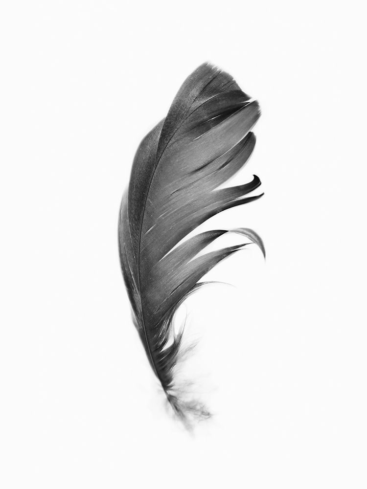 Feather art print by Kathrin Pienaar for $57.95 CAD
