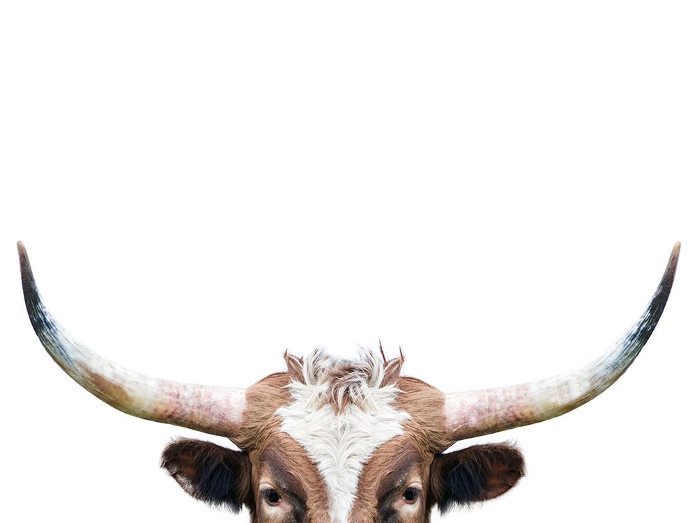 Peeking Longhorn Cow art print by Kathrin Pienaar for $57.95 CAD
