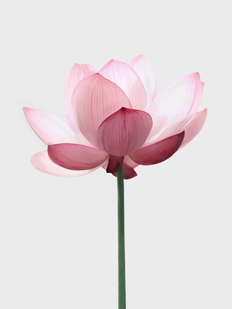 Lotus Flower art print by Kathrin Pienaar for $57.95 CAD