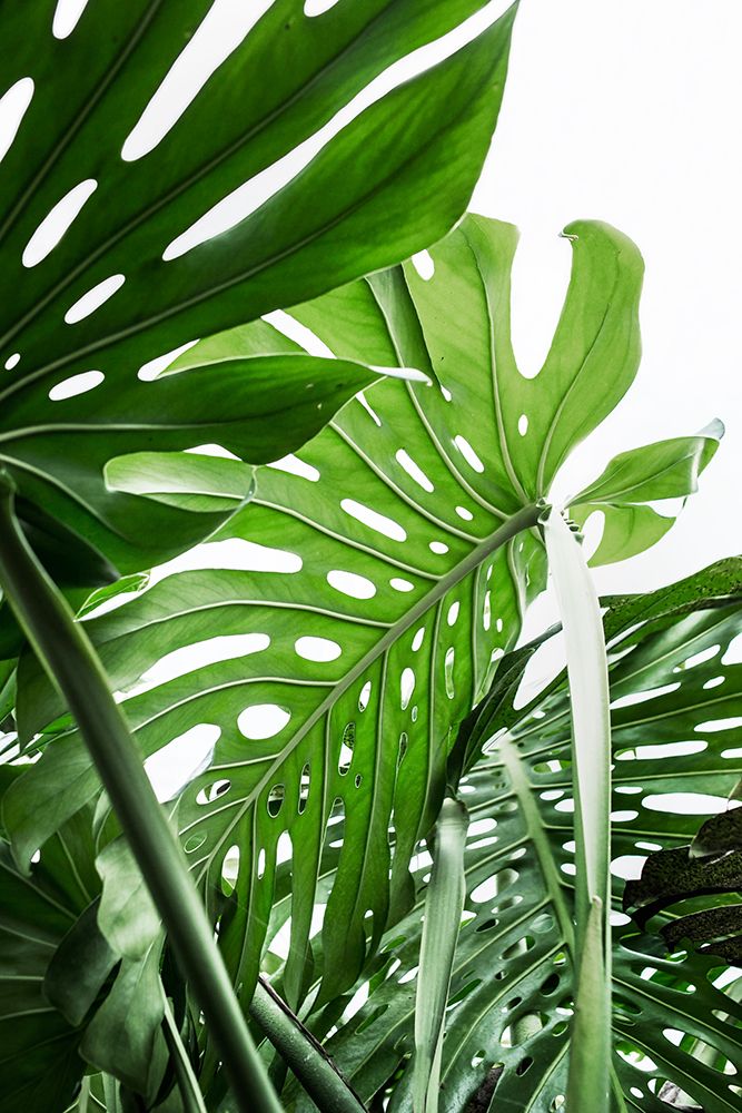 Jungle art print by Kathrin Pienaar for $57.95 CAD