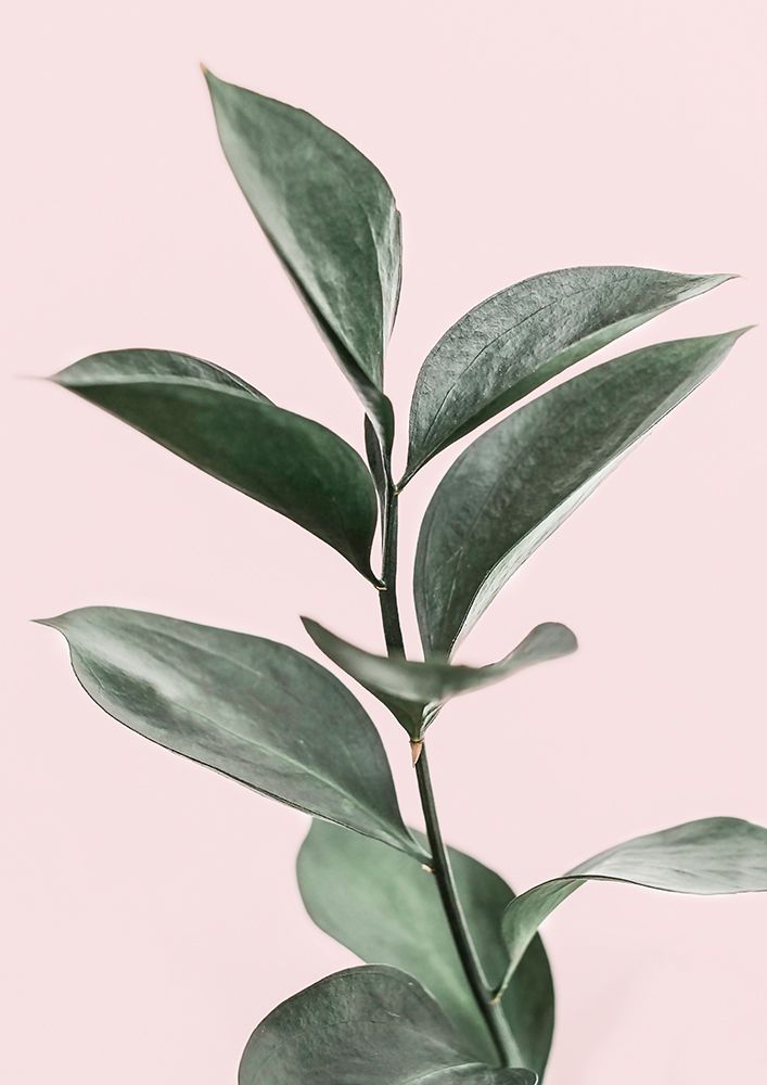 Foliage on Pink art print by Kathrin Pienaar for $57.95 CAD