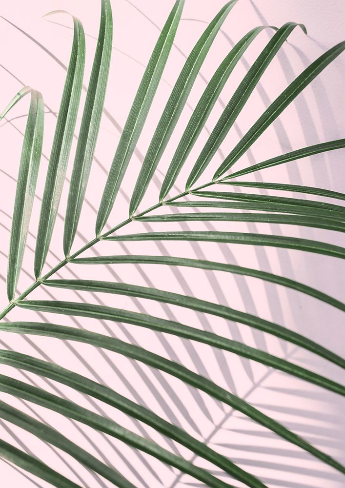 Palm Leaf Shadow art print by Kathrin Pienaar for $57.95 CAD