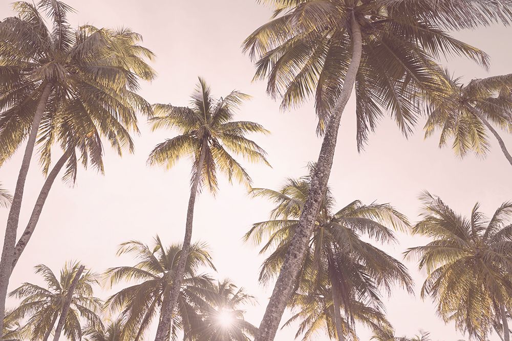 Blush Palm Trees art print by Kathrin Pienaar for $57.95 CAD